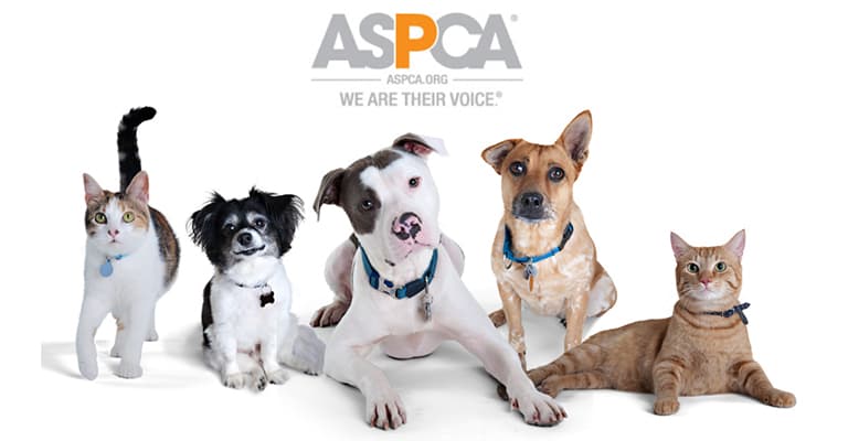 window replacement services pros